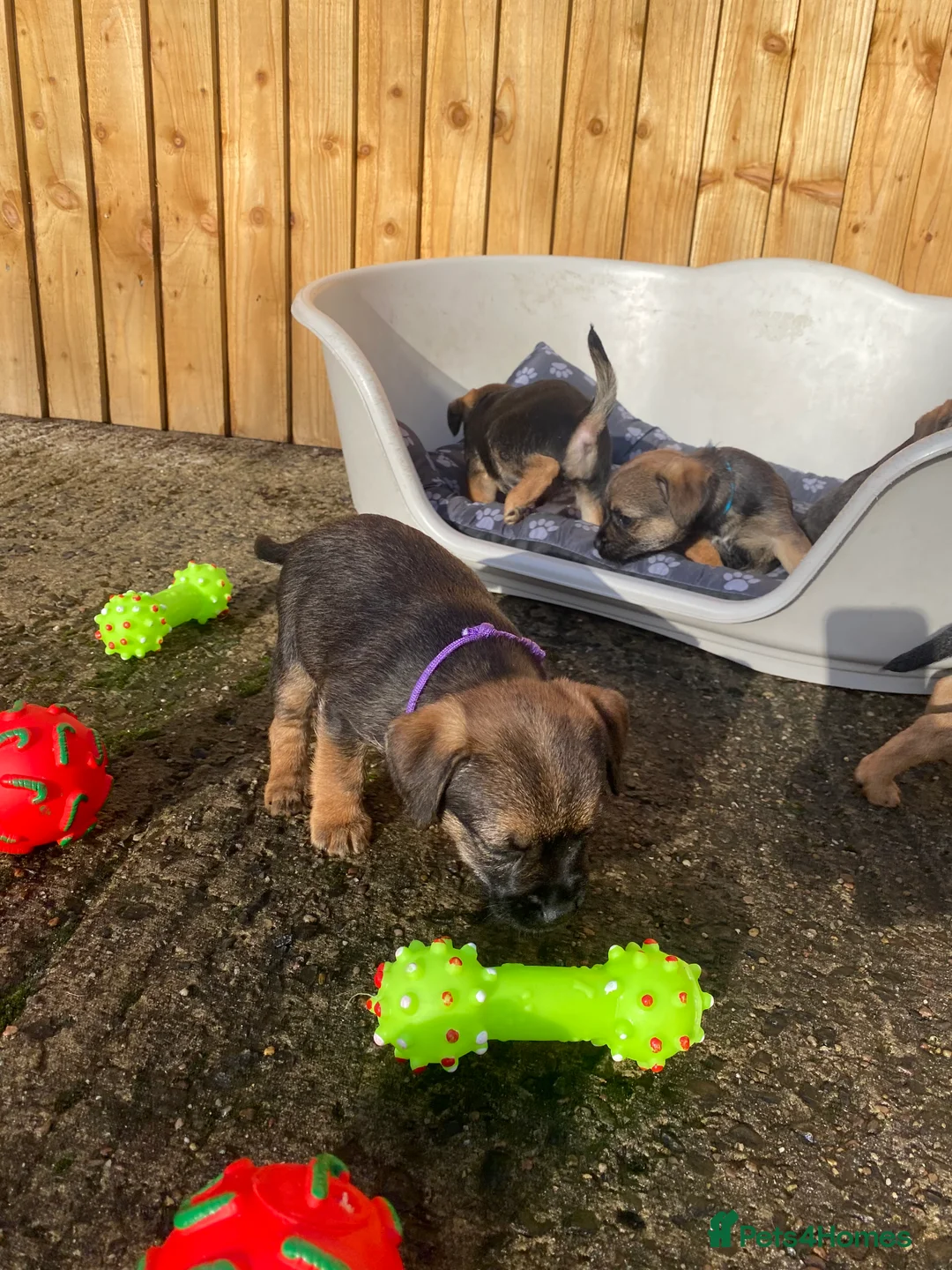 Border Terrier dogs for sale: ⭐️BORDER TERRIER PUPPIES  - Advert 25