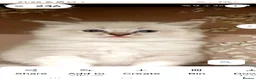 Ragdoll cats for sale: THREE SUPERB RAGDOLL BOYS - Advert 7