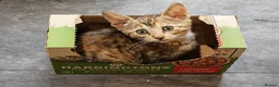 Mixed Breed cats for sale: Best Friends in Training! Bengal x sphynx  - Advert 14