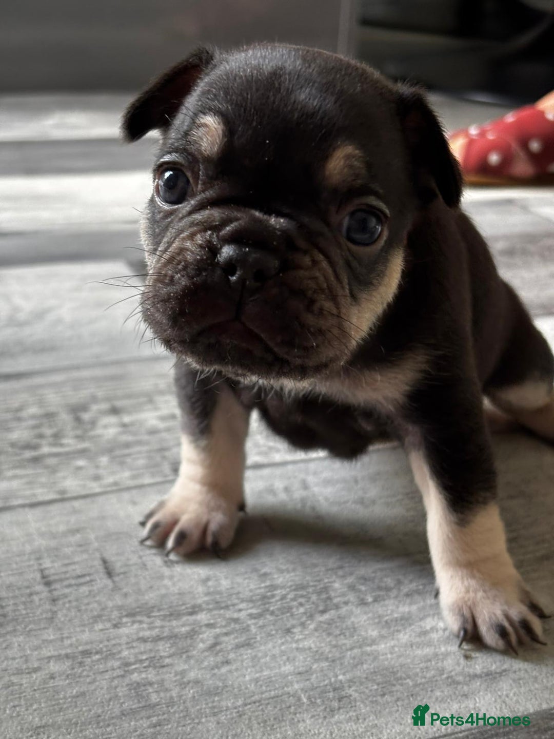 French Bulldog dogs for sale: French bulldogs  - Image 8