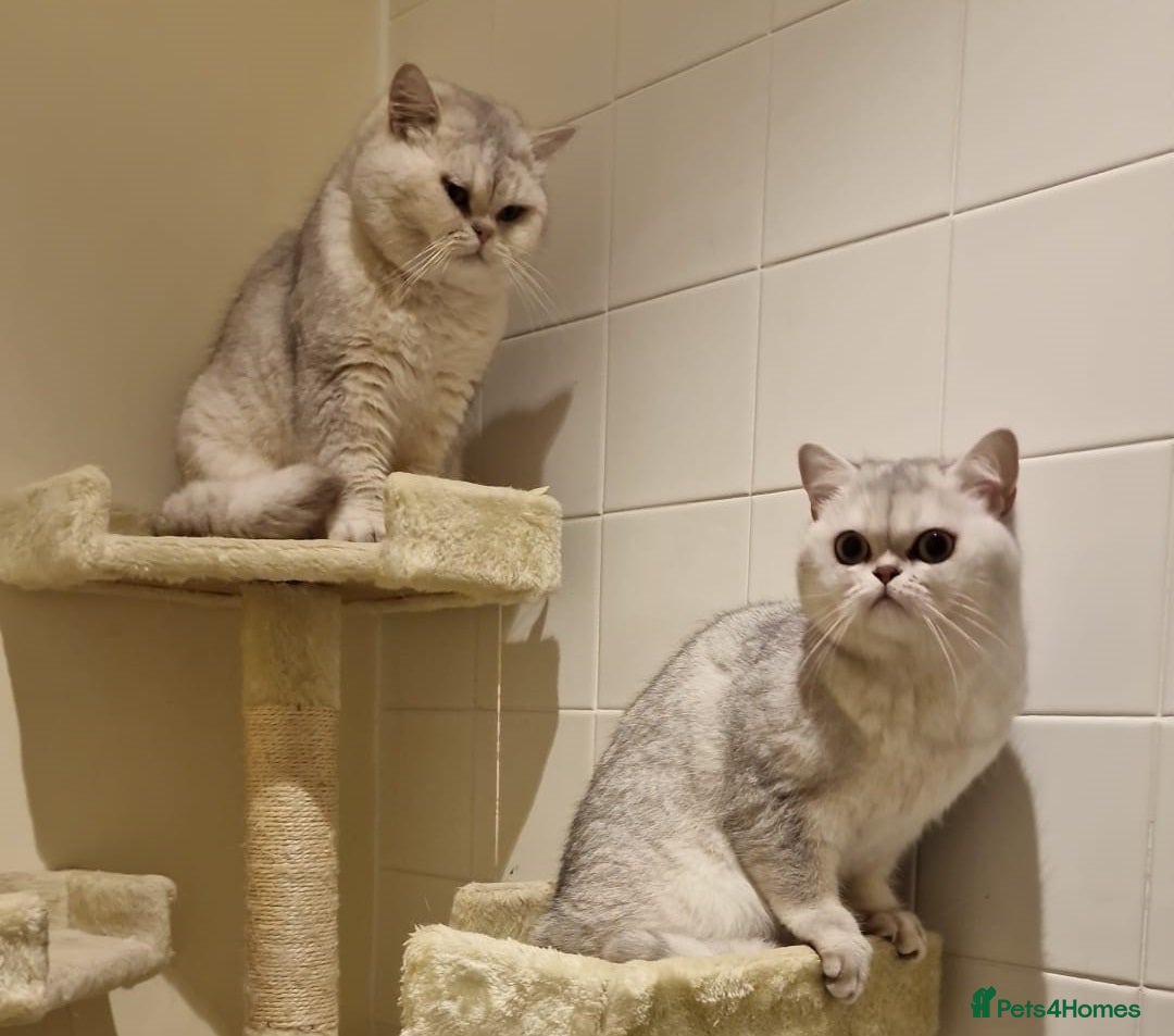 British Shorthair cats for stud: ❤ British Short Hair Active Stud ❤ Champion ❤ in Doncaster - Advert 26