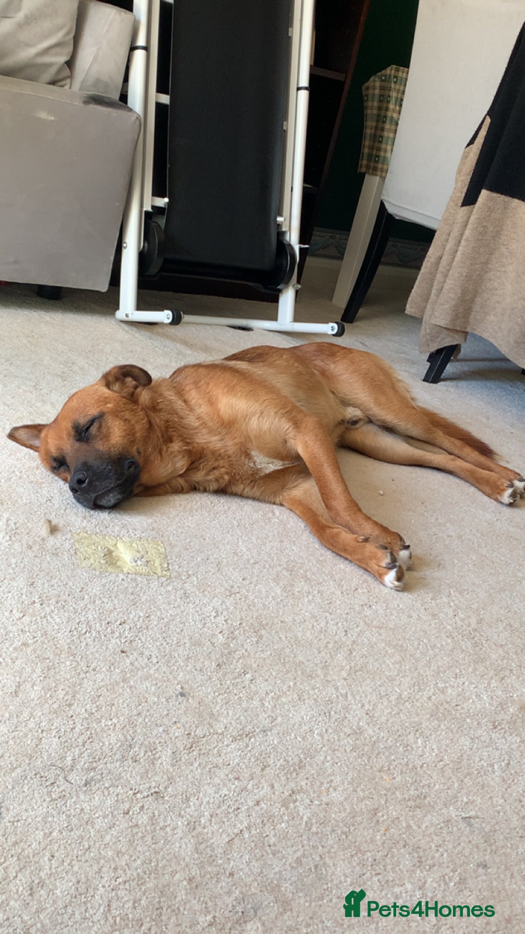 Mixed Breed dogs for sale: Major🖤 - Image 6