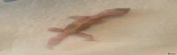 Leopard Gecko reptiles for sale: Albino leopard geckos cb26 - Advert 3