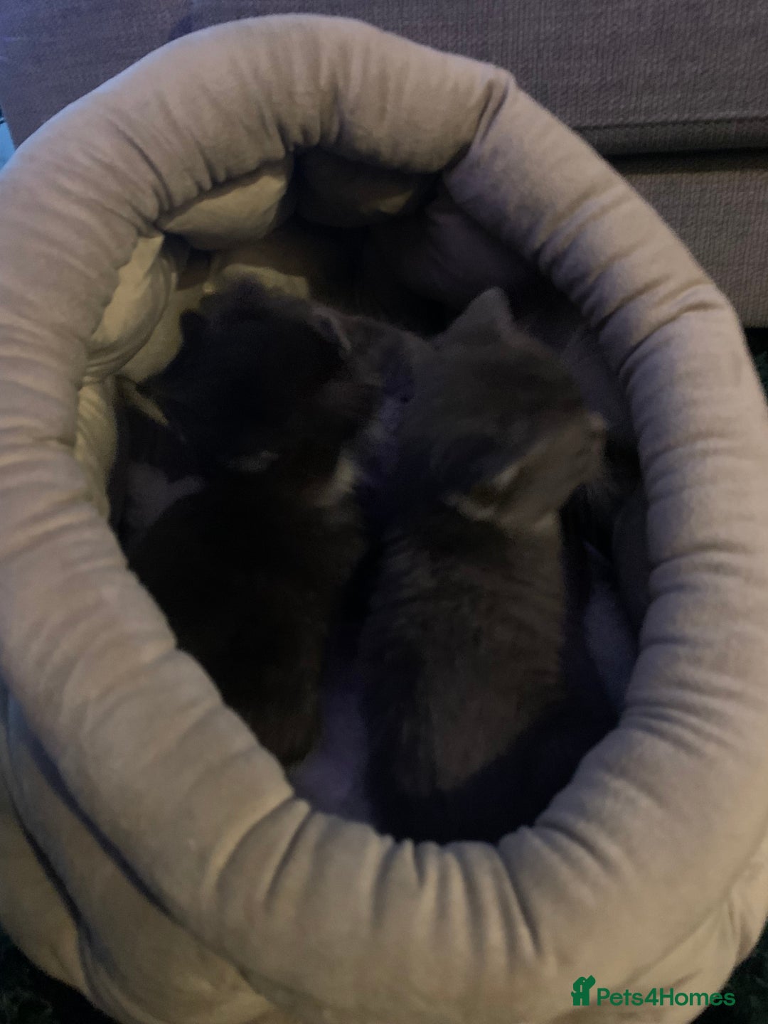 Mixed Breed cats for sale: Kittens  - Advert 11