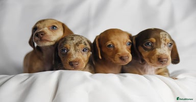 Miniature Dachshund dogs - Advert 3