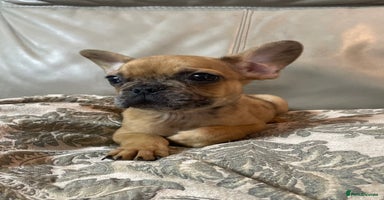 Mixed Breed dogs - Advert 7