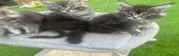 Maine Coon cats for sale: Maine Coon kittens  - Advert 12