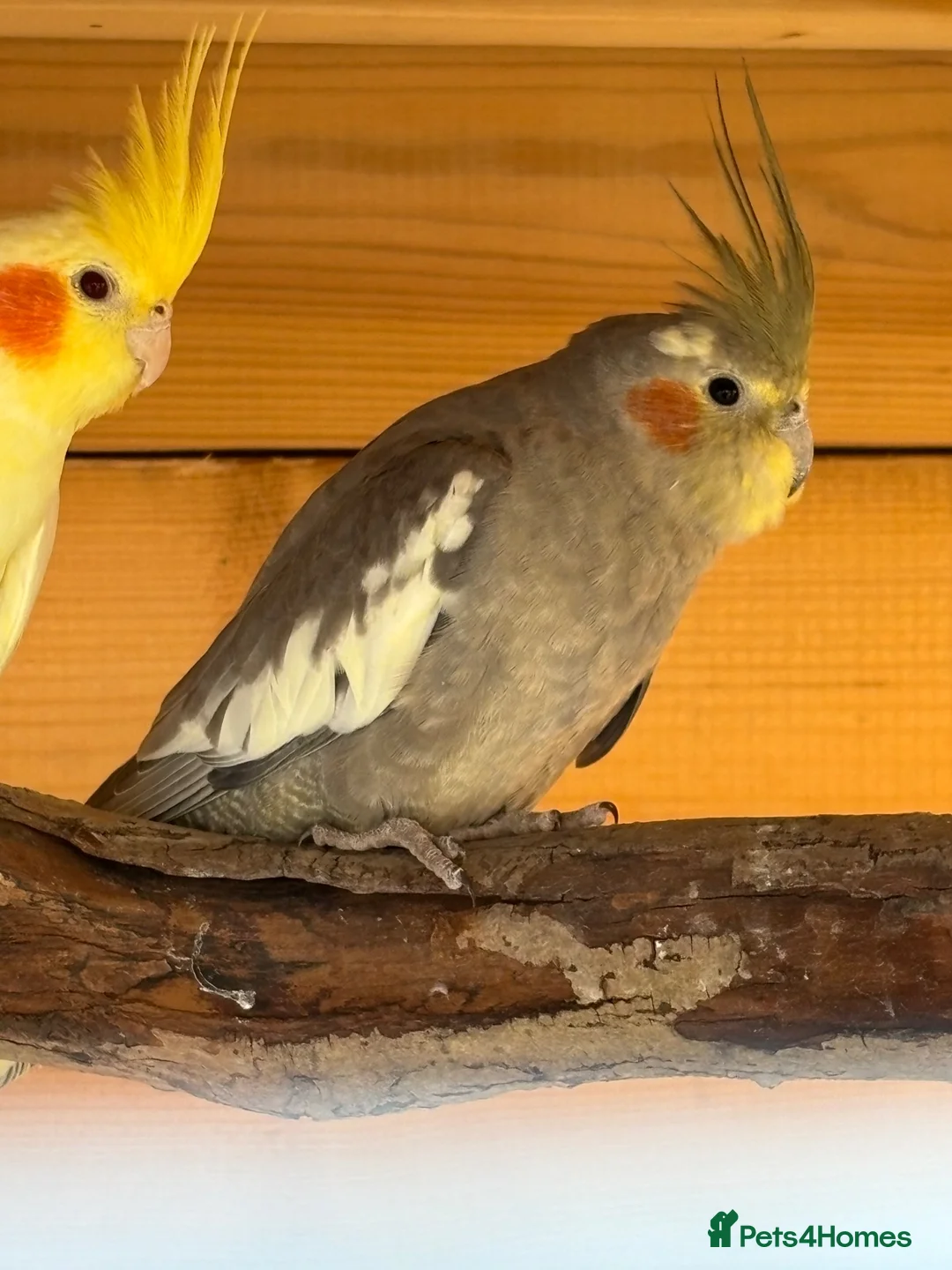 Cockatiels birds for sale: Cockatiel in Heanor - Advert 4