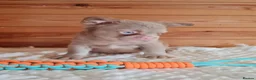 French Bulldog dogs for sale: Fluffy pink husky  **  in Stoke-on-Trent - Advert 8