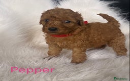 Miniature Poodle dogs for sale: Gorgeous Red Minature Poodles Puppies  - Image 4