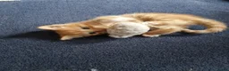 Mixed Breed cats for sale: Lovely ginger and White kitten in Felixstowe - Advert 2