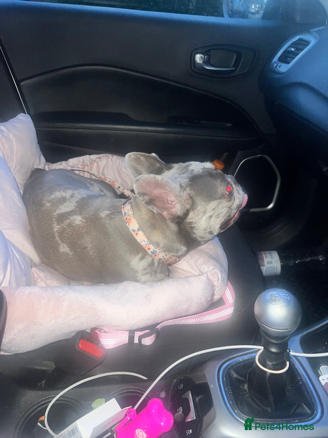 French Bulldog dogs for sale: Tallulah  - Image 3