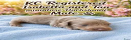 Miniature Dachshund dogs for sale: READY TO LEAVE unreal long hair KC stunning💙💕 - Advert 28
