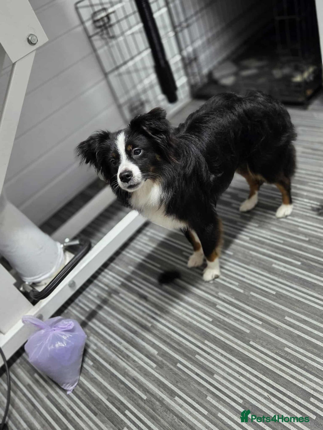 Mixed Breed dogs for sale: Rehoming mini australian shepherd  - Advert 2