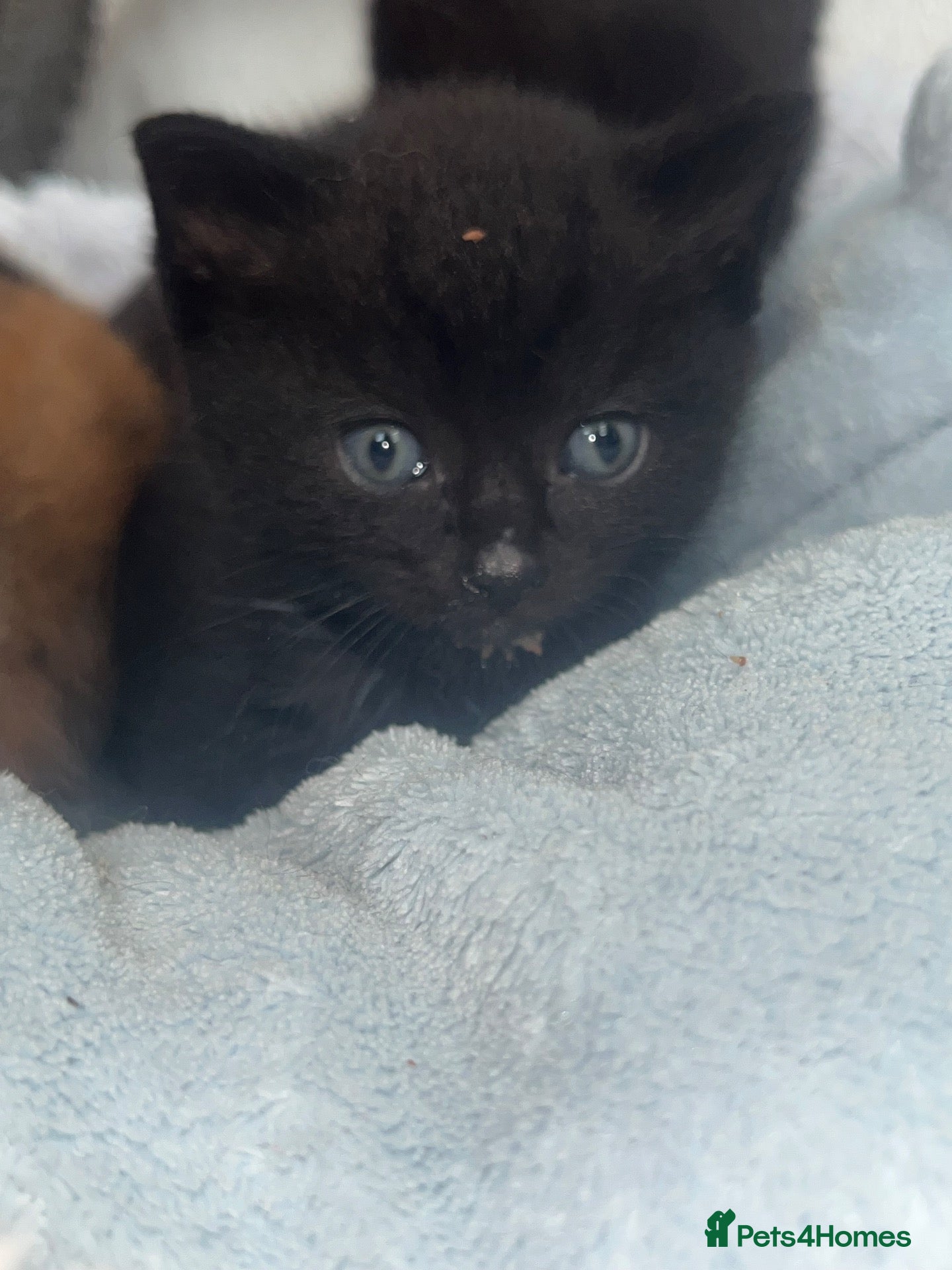 Domestic Shorthair cats 6 beautiful domestic shorthair kittens  - Advert 13