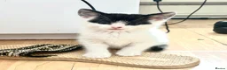 Mixed Breed cats for sale: Beautiful kitten ready for a new home - Advert 15