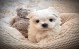 Maltese dogs for sale: ✨💫Tiny Exquisite Bambelina Maltese 💫✨ - Image 33