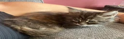 Maine Coon cats for sale: 5 Beautiful half Maine coon kittens  in Aldershot - Advert 18