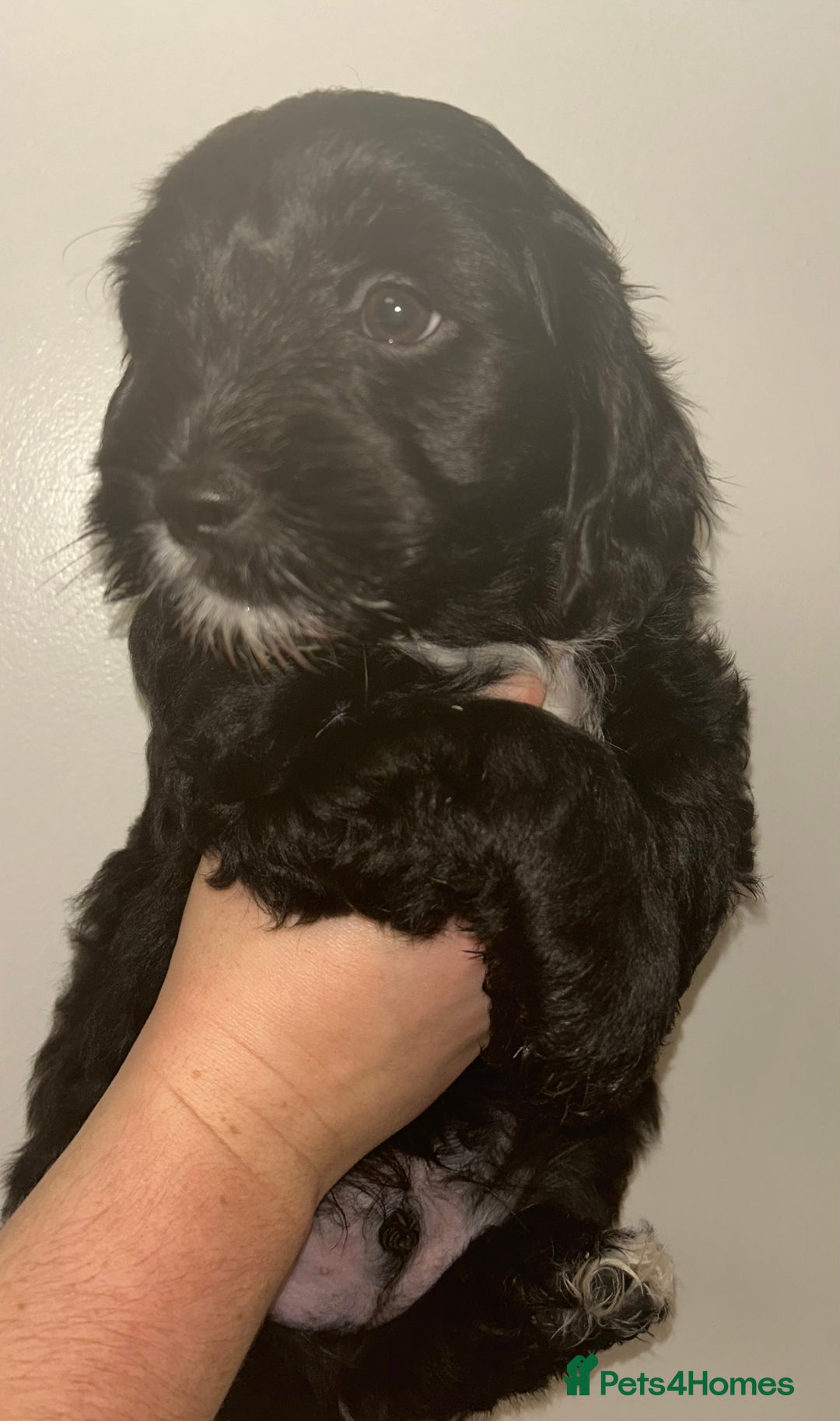 Mixed Breed dogs for sale: ‼️REDUCED 2 BEAUTIFUL YORKIPOO BOY READY NOW‼️  - Advert 17
