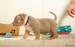 American Bully dogs for sale: Extraordinary Pocket Bully pups - Advert 8