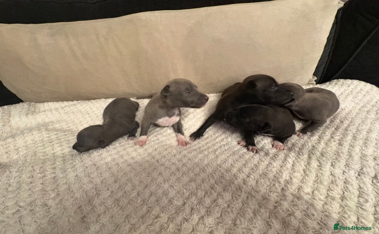 Italian Greyhound dogs - Advert 1