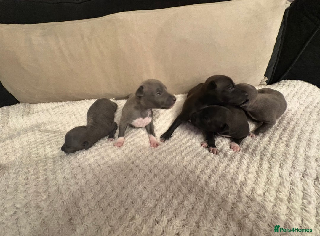 Italian Greyhound dogs for sale: KC Italian Greyhound Puppies  - Image 1