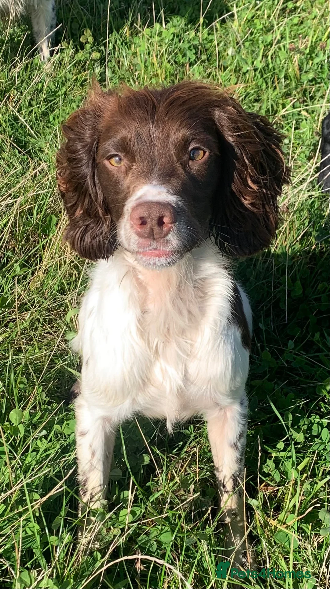 English Springer Spaniel dogs for stud: HEALTH TESTED FTCH bred springers for stud - Advert 12