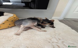 Yorkshire Terrier dogs for sale: Wonderful Yorkshire terrier puppies  - Image 19