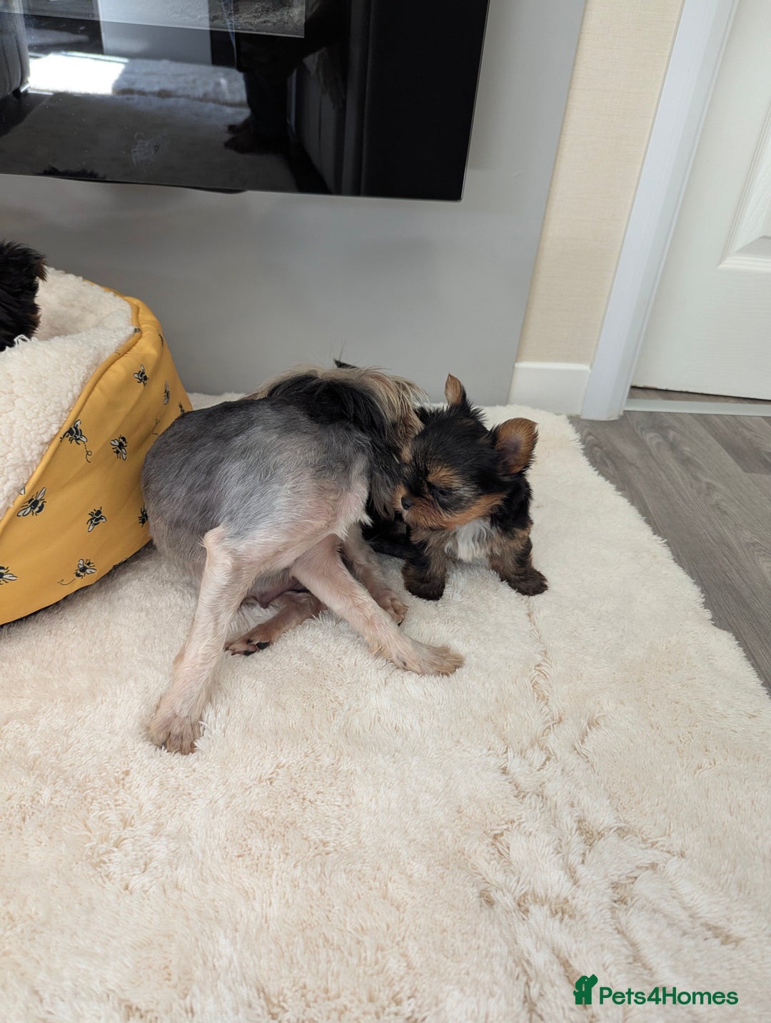 Yorkshire Terrier dogs for sale: Wonderful Yorkshire terrier puppies  - Image 19
