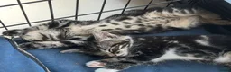 Mixed Breed cats for sale: 2 beautiful girls  - Advert 4
