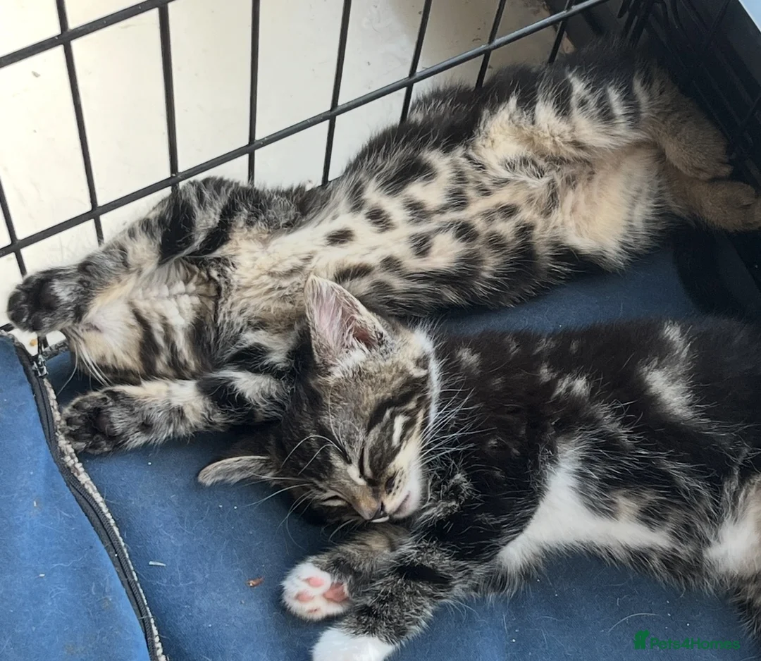 Mixed Breed cats for sale: 2 beautiful girls  - Advert 4