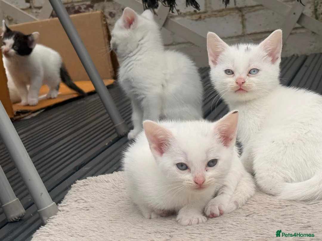 Turkish Angora cats for sale: Turkish angora - Advert 2