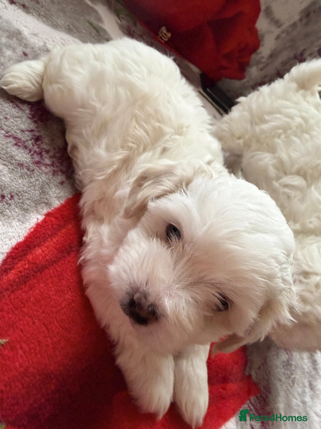 Bichon Frise dogs for sale: KC Registered Pedigree Bichon Frise Puppies - Advert 8