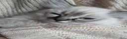 Ragdoll cats for sale: Beautiful Bluey Kittens - Advert 14