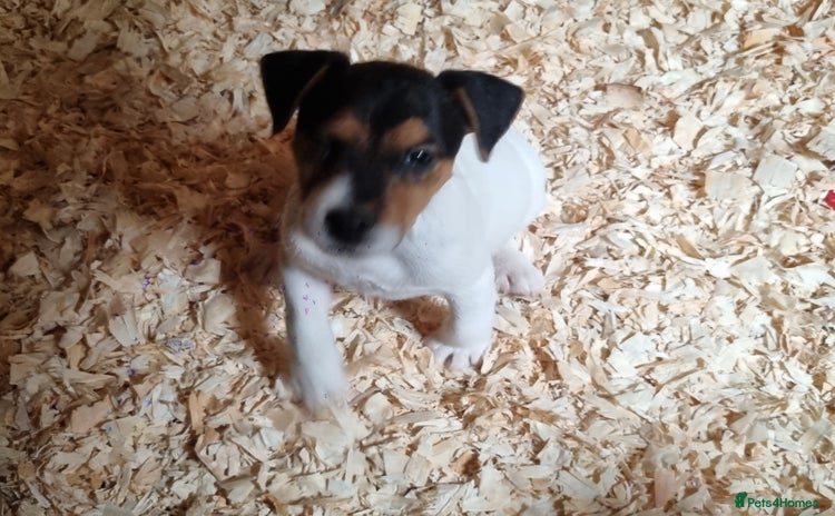 Jack Russell dogs - Advert 8