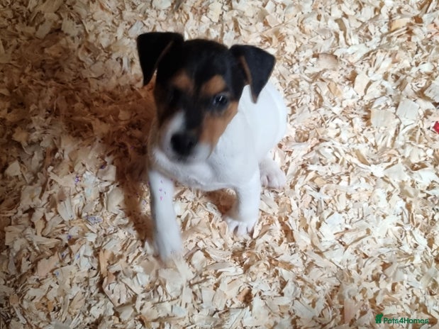 Jack Russell dogs - Advert 8