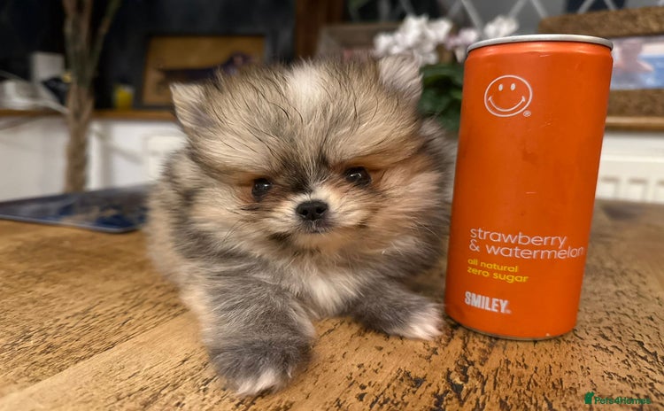 Pomchi dogs - Advert 1
