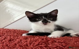 Mixed Breed cats for sale: 3 male kittens  - Image 3