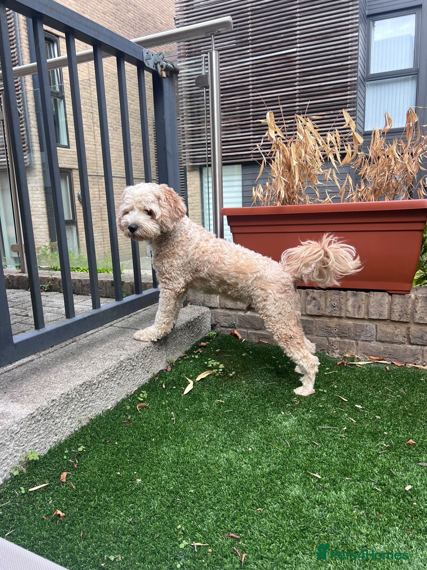Poodle dogs 🐾 ALEX – LOOKING FOR HIS FOREVER HOME 🐾 - Advert 11