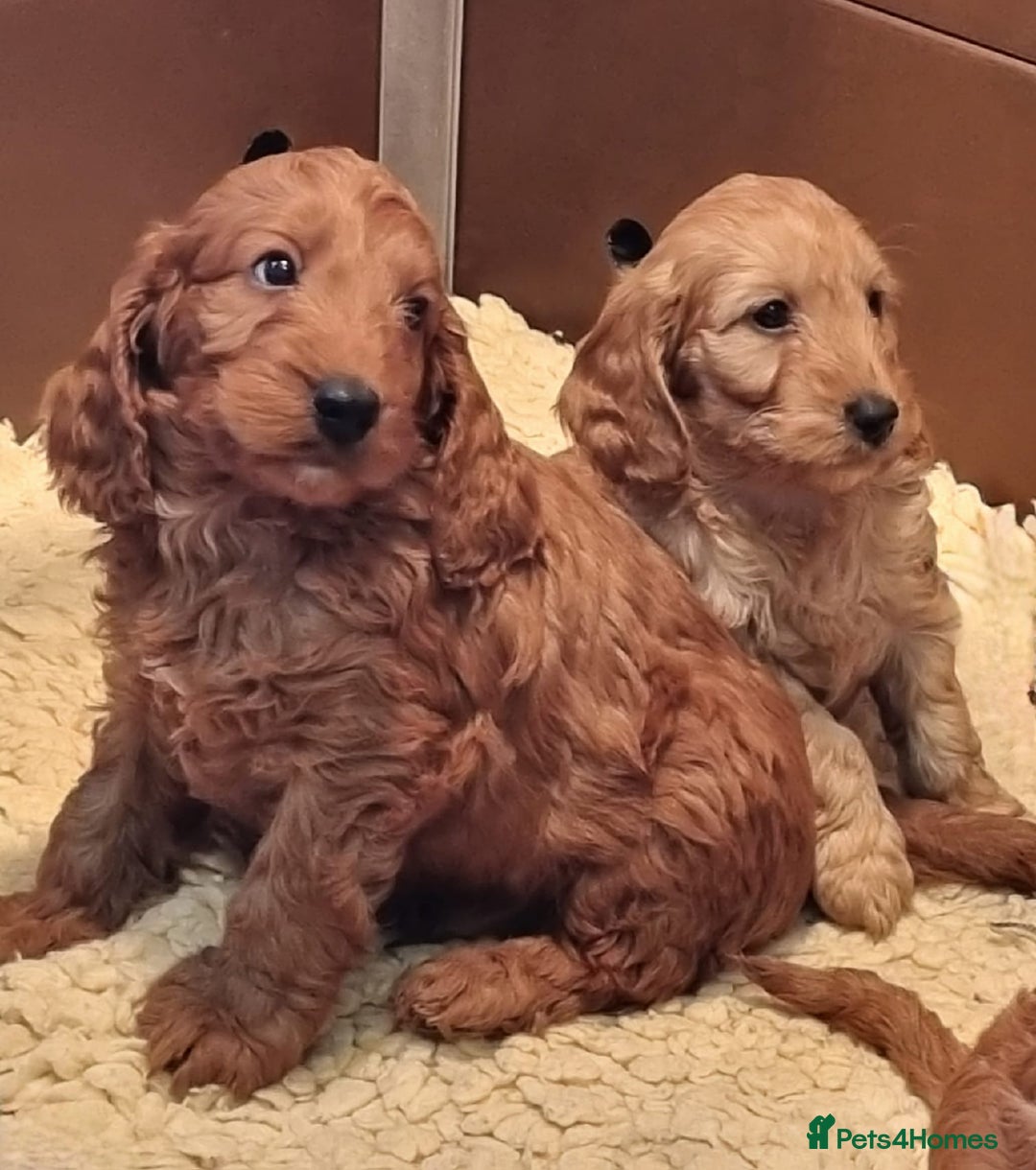 Cockapoo dogs for sale: Cockapoo puppies - Advert 4