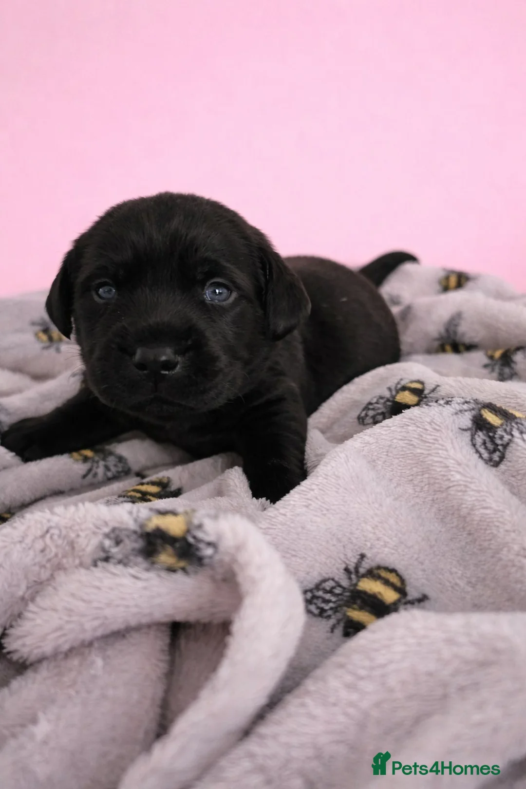 Labrador Retriever dogs for sale: READY TO LEAVE 3 BOYS Labrador retriever puppies - Advert 19