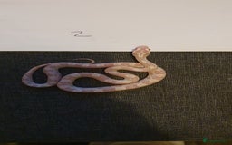 Corn Snake reptiles for sale: 🐍2 left ready to go 🐍 - Image 1