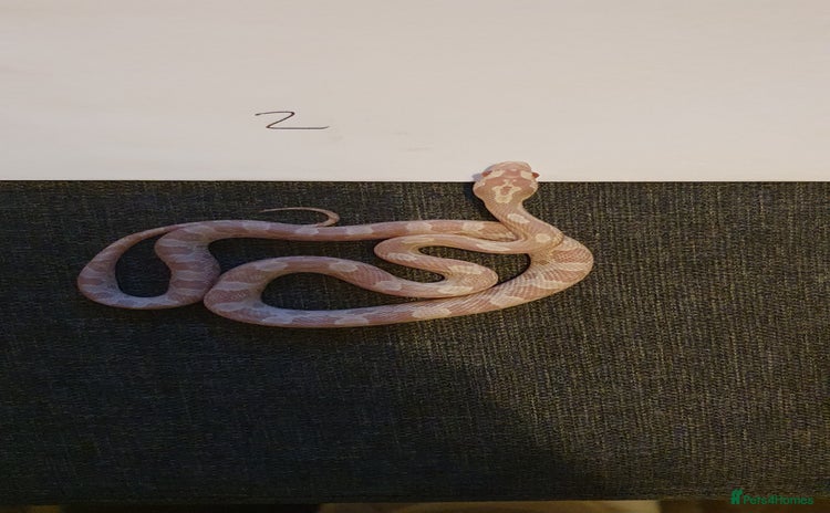 Corn Snake reptiles - Advert 15