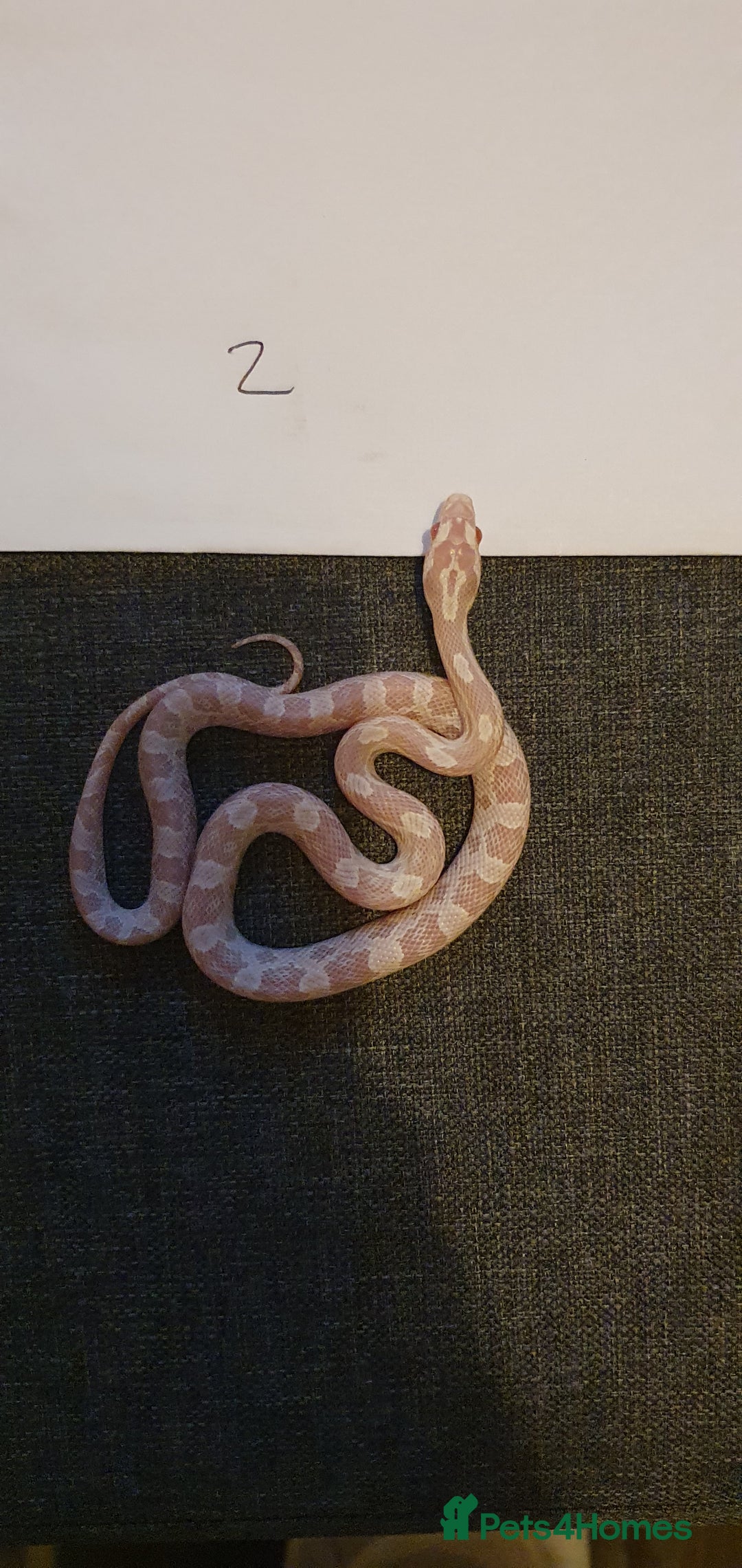 Corn Snake reptiles for sale: 🐍2 left ready to go 🐍 - Image 1