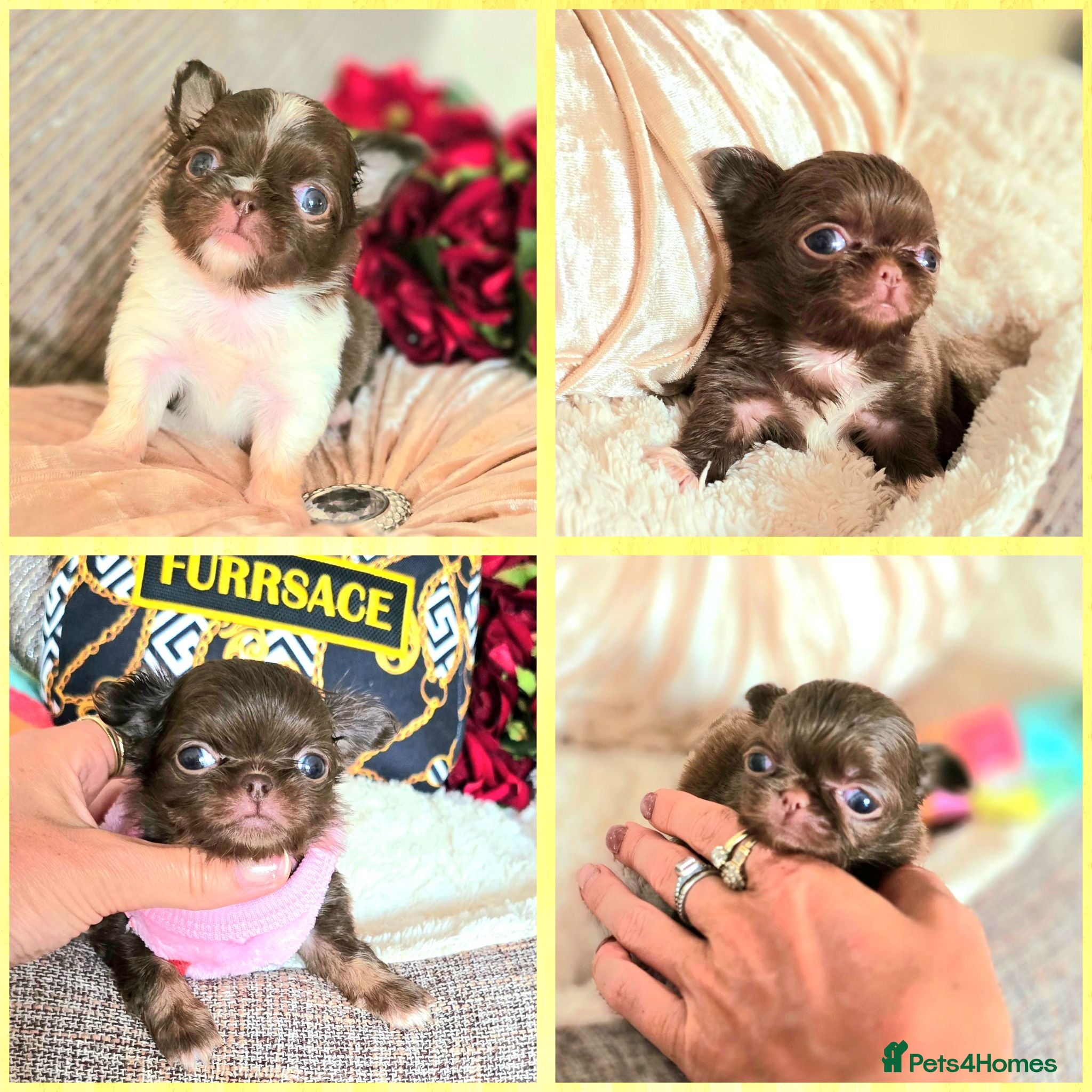 Chihuahua dogs Xx quality chocolate longcoat chihuahua puppies Xx - Advert 1