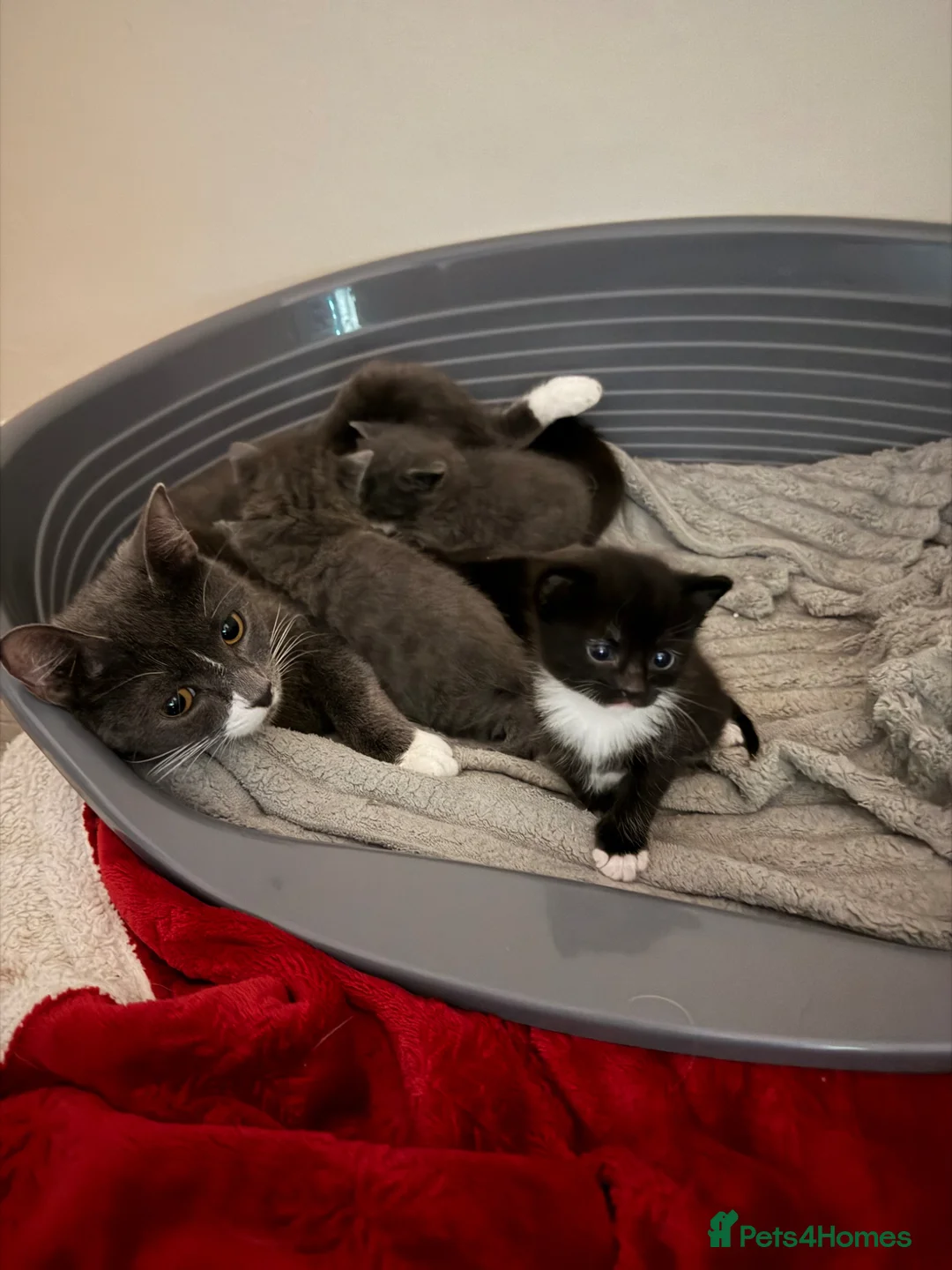 Mixed Breed cats for sale: Beautiful Kittens For Sale - Advert 2