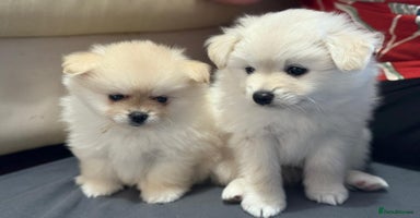 Pomapoo dogs Fluffy 4 Pomapoo Puppies Ready for Their Homes - Advert 5