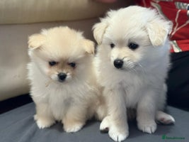 Pomapoo dogs Fluffy 4 Pomapoo Puppies Ready for Their Homes - Advert 13