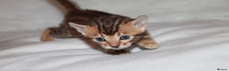 Bengal cats for sale: Gorgeous TICA Bengal Kittens - Ready 15/01/2026 - Advert 15