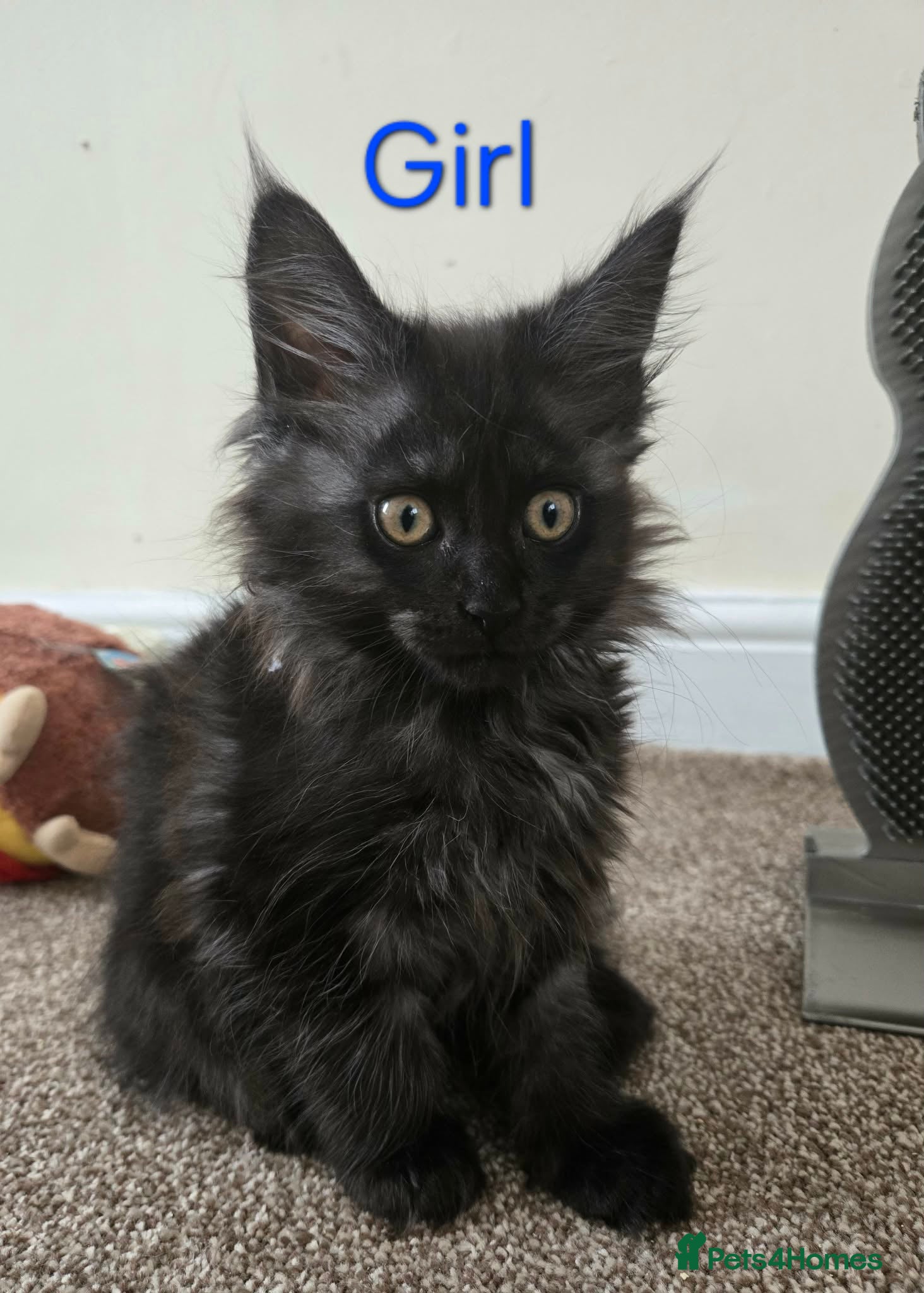 Maine Coon cats 2 Maine Coon girls. - Advert 2